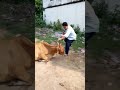 Cow Fight