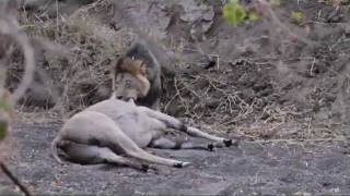 Mashatu Game Reserve - Male lion killing eland