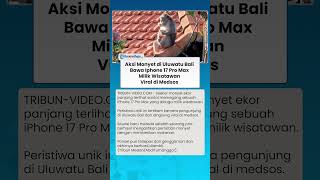 AKSI Monyet di Uluwatu Bali, Bawa Iphone 17 Pro Max Milik Wisatawan Viral di Medsos