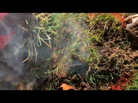 Moles Digging & Destroying Homeowners Yard in Shrewsbury, NJ