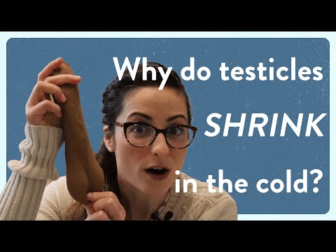 Why do testicles shrink in the cold? #menshealth #testicles