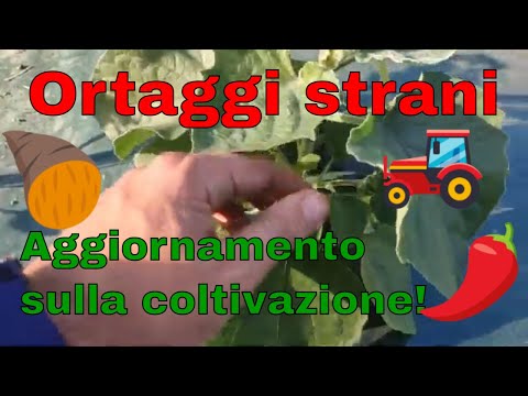 L'orto Strano!-Azienda agricola da ZERO!-Aggiornamento sulla mia coltivazione di ortaggi particolari