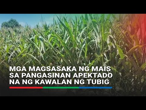 Mga magsasaka ng mais sa Pangasinan apektado na ng kawalan ng tubig