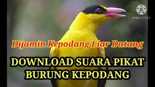 Download lagu Download Suara Pikat Burung Kepodang mp3
