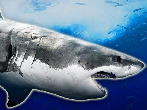 Shark Week: Lies Exposed!