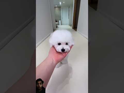 Dog cute acting little puppy#subscribe #shorts #trending 🔥🔥#viralshort #funny 😝😆