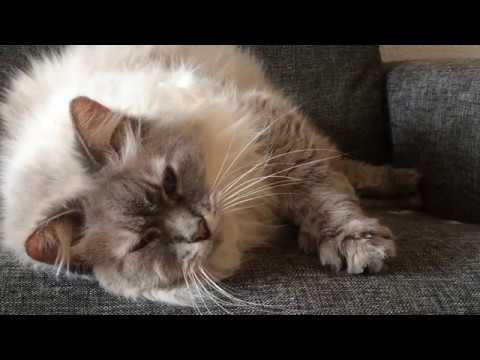 Our BIG BOY mr. Boris a full size Siberian Forest Cat