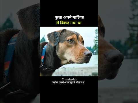 The dog got separated from its owner #animallife  #youtubeshorts #shorts