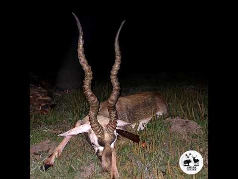Caza de antilopes ,ciervos y jabalí, Sauce Corrientes