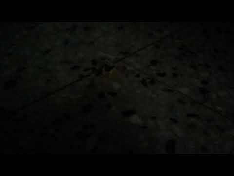 AAA el king vs the tigre