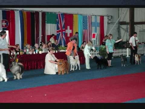 Johara, la mia meravigliosa canaan dog