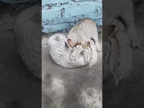 Funny cat fight 2023😍cute kittens 🥰🥰 #viral #trending #shorts #shortvideo #ytshorts #youtubeshorts