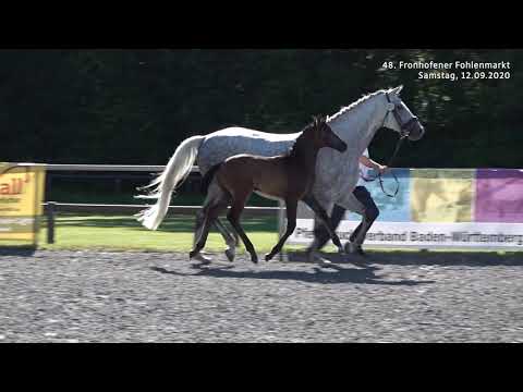 Fohlenmarkt Fronhofen - KN 14 Viva Gold - Demetrius