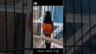 Download lagu Murai batu gacor materi suara burung ruak-ruak mp3