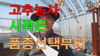 내년 고추농사 품종선택했습니다.