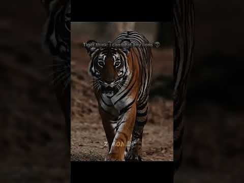 Lion vs tiger scarface legand king of all time🦁#animals #lion #wildanimals