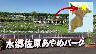 水郷佐原あやめパーク