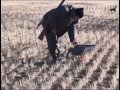 Казахстан. Охота на гуся. 