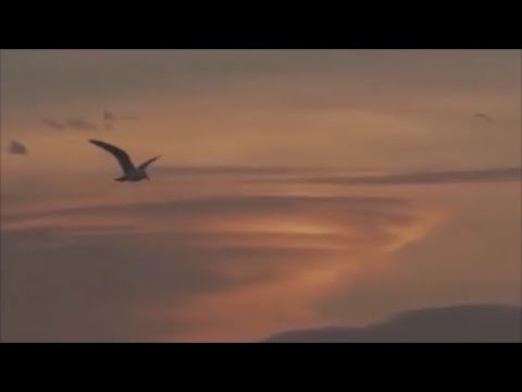 modigliani - guy farley