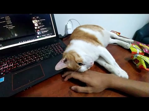 The Ultimate Cuteness of MOLLY, the Cat