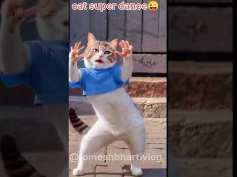 Super cat dance 🥰cat super #funny #cat #catfunny #catfunnyvideo #shorts #short #viralshort