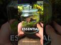 3 ESSENTIAL Terrarium Tips For Beginners!