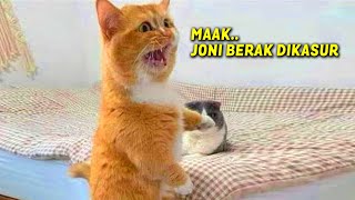 Download lagu MOMEN KETIKA KUCING BISA NGOMONG SUARANYA LUCU BANGET ~ Kucing Lucu Bikin Ngakak mp3