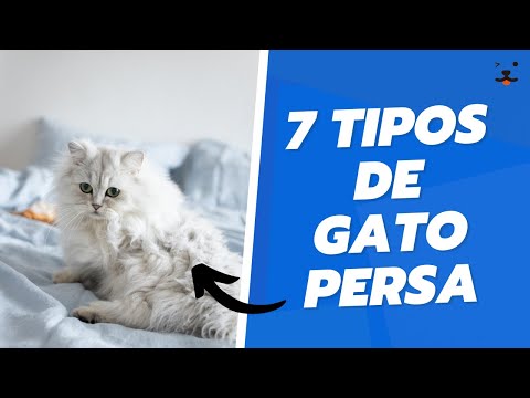 7 Tipos de Gato Persa!