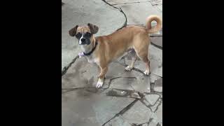 Video preview image #1 Chug Puppy For Sale in Corona, CA, USA