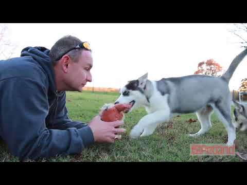 The Story of Petland’s Breeders