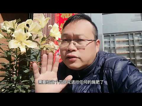 玄關 放 香水百合