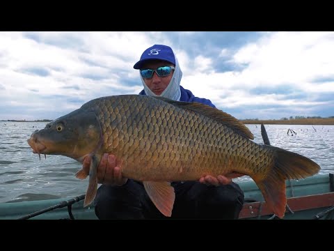 Lov kapra na divokých vodách na jazero Tisa