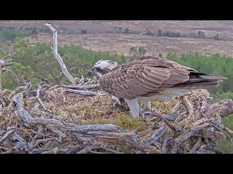 Dorcha shrieks very loudly until Louis the Loch Arkaig Osprey brings her a fish 3 May 2022