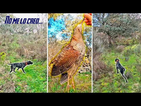 ✨¡𝗠𝗮𝗴𝗶𝗮 𝗲𝗻 𝗲𝗹 𝗕𝗼𝘀𝗾𝘂𝗲!✨ A Becadas entre España y Portugal