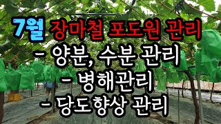 7월 장마철 포도원 관리 (양분, 수분, 병해, 당도향상 관리) #샤인머스켓