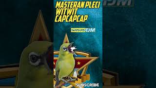 Download lagu MASTERAN PLECI WITWITWIT SAMBUNG KENARI CAPCAPCAP #masteranpleci mp3