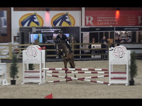 Tornado SH, OS, Hengst v.Toulon -  Diamant de Semilly, gekört * 2019