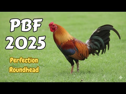 PBF 2025 | Marvin Ayuste | EDR