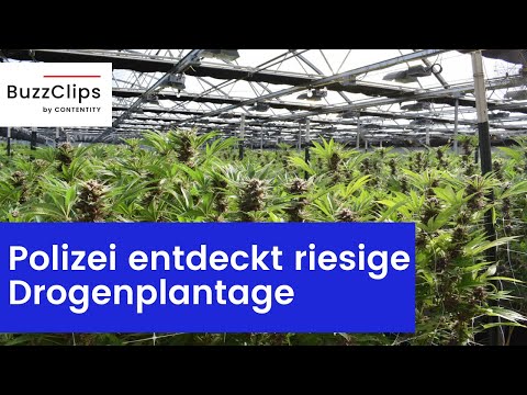 Niedersachsen: Polizei entdeckt riesige Drogenplantage