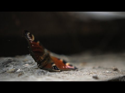 Preternatural - Preternatural - Disappearing Days (TRISQUARITY Episode 01 / Offi