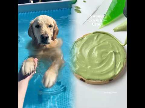 how oatmeal learned to stand up in the pool! #PoolTime #SmartDog #summervibes