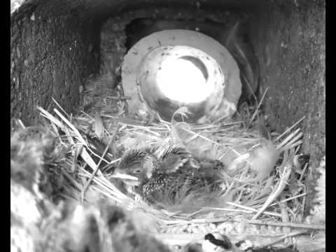 30 May 1127 intruder dragged out of nest