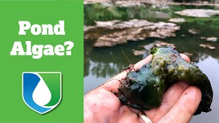 Algae Treatment in Retention Pond  | Charlotte  NC | 704-816-0526 |