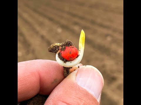 187. Feldexkursion: Aktuelle Situation im Mais - NU Agrar, 02.06.2021