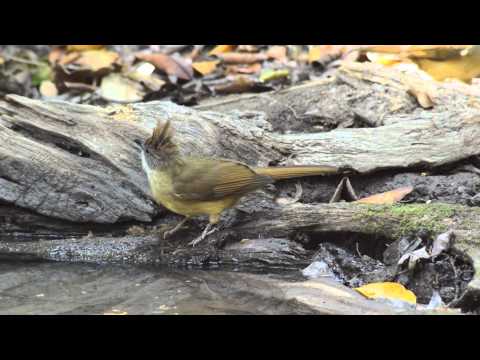 Bulbul sivolíci (Alophoixus pallidus) — spev a hlas v prírode