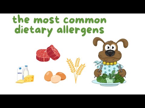 How to Identify and Manage Food Allergies in Dogs 🐶