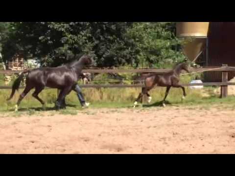 Franziskus French Kiss  Hengstfohlen