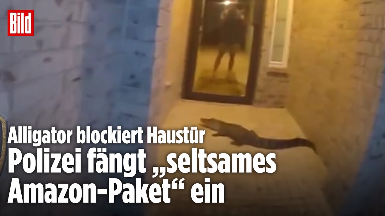 Mann gefangen im Haus: Plötzlich lauert ein Alligator vor der Tür