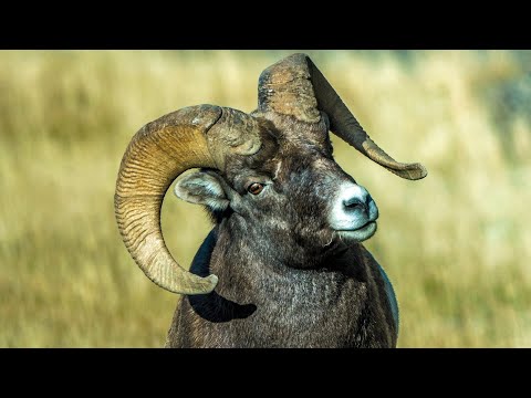 Challenger Moves in on Bighorn Boss During the Rut
