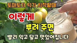 토마토가 익기 시작할때 이것을 만들어 뿌려주면 빨리 익고 달고 맛있어집니다.
